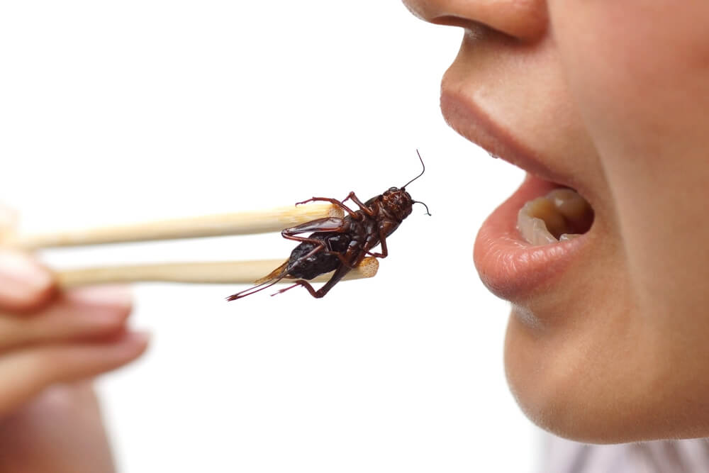 筋トレした体に虫の栄養は意外におすすめ